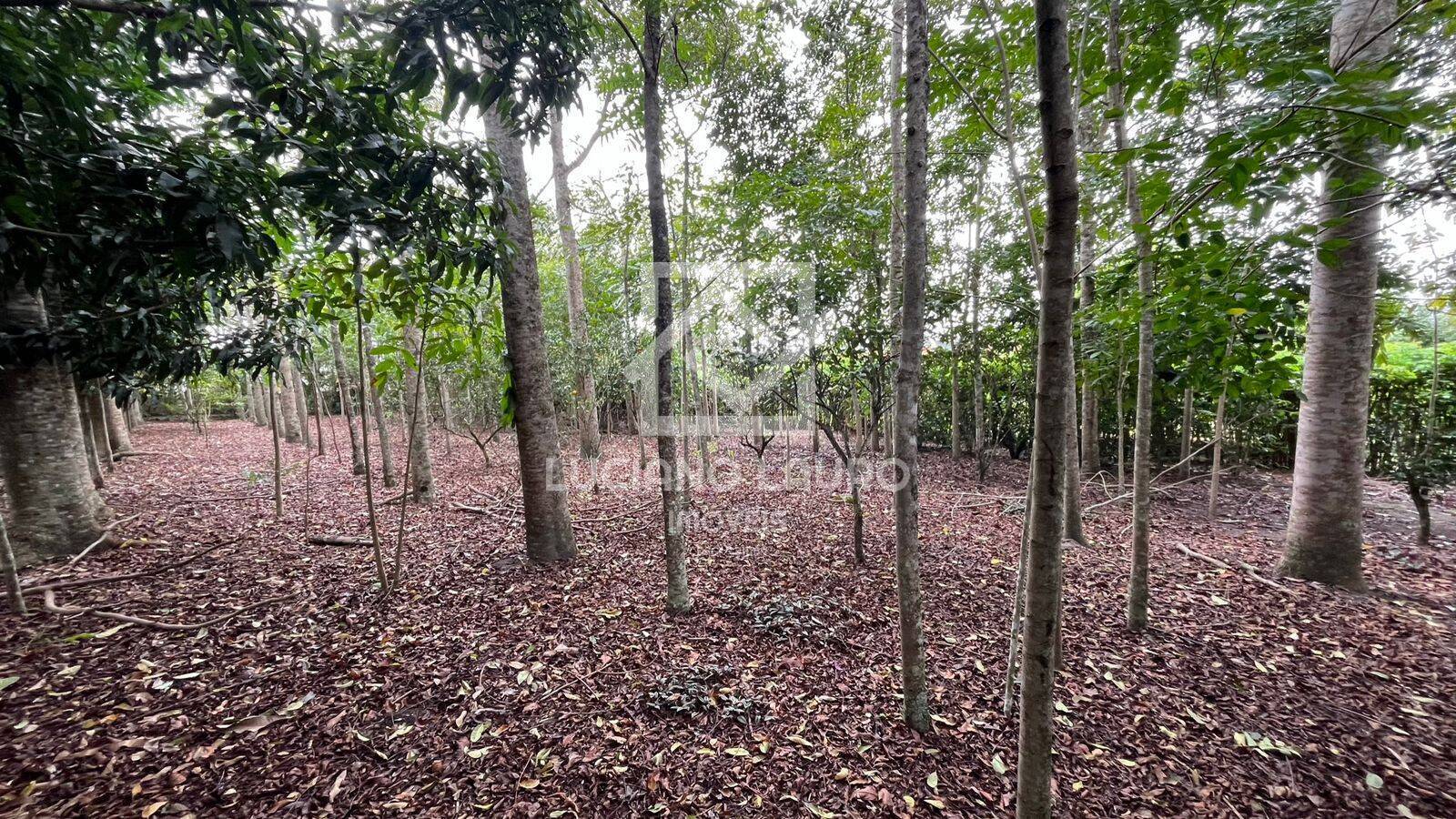 Sítio à venda com 4 quartos, 280m² - Foto 57